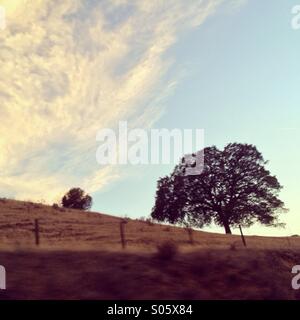 Albero di quercia su una collina in California Foto Stock