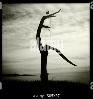 Seagull si appollaia su albero morto 2 Foto Stock