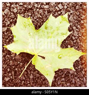 Caduto foglie con le gocce di pioggia Foto Stock