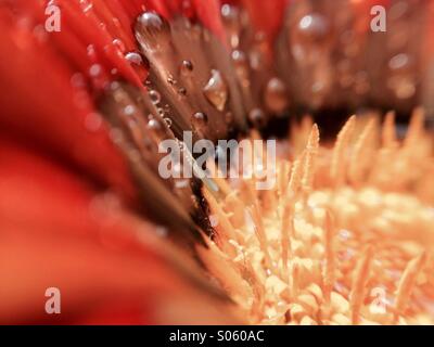 Gocce di acqua su un fiore gazania testa Foto Stock
