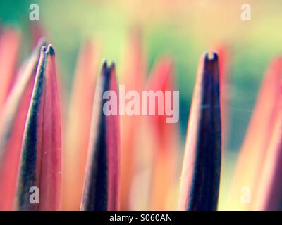 Vista ravvicinata di petali gazania Foto Stock