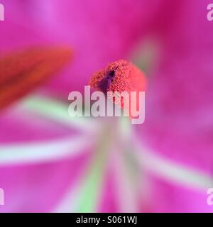 Il Lilium Stargazer Foto Stock