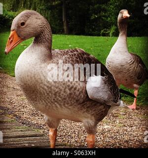 2 Oche del Canada in un parco della città. Foto Stock