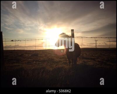 Pony Shetland dietro il recinto delle Shetland. Lee Ramsden / ALAMY Foto Stock
