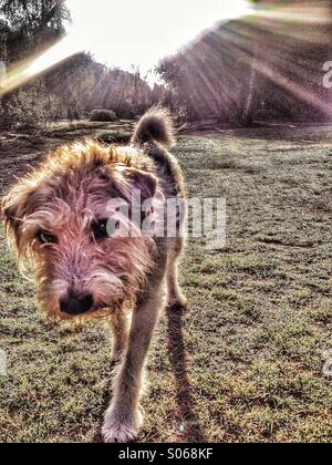 Cane a camminare verso la telecamera con il sole che splende dietro di lui Foto Stock