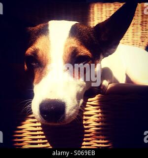 Sleepy Dog. Questo Jack Russell cucciolo sta per addormentarsi, godersi il caldo sole. Foto Stock