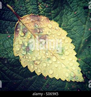 Gocce di pioggia sulla foglia caduti, Penisola Olimpica, Washington Foto Stock