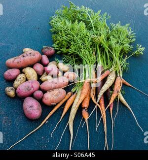 Ortaggi a radice, rainbow carote e patate fingerling. Agricoltura urbana. Foto Stock