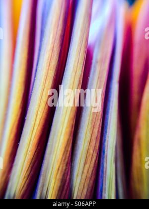 Vista di chiuso gazania petali Foto Stock