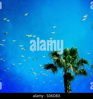 Un albero di palma e gabbiani volare. Manhattan Beach, California USA. Foto Stock