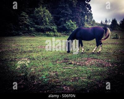 Pascolo del cavallo Foto Stock