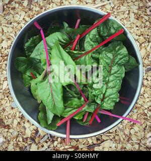 Le bietole, commestibili foglie verdi raccolte dal giardino in un grande recipiente metallico. Foto Stock