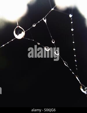 Gocce a ragnatela all'alba Foto Stock