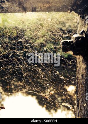 Primo piano di una spider web sulla recinzione metallica sulle rive del fiume Derwent in Matlock Bath, Derbyshire Foto Stock