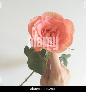 Una rosa Foto Stock