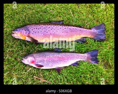 Brown e la trota arcobaleno di pesce. Appena catturati su un argine Foto Stock