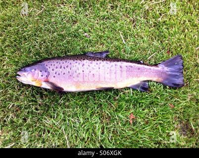 Grande trota fario pesce sull'erba riverbank 4lb 4oz Foto Stock