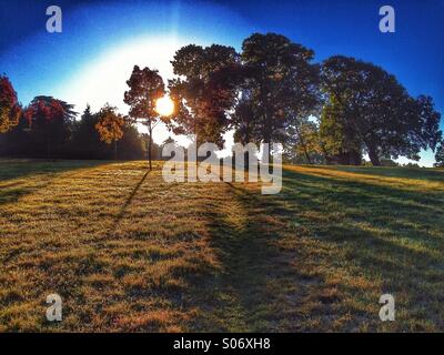 Sole che splende attraverso alberi di quercia casting lunghe ombre su erba di una collina Foto Stock