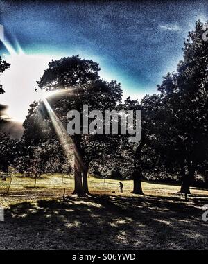 La donna e il suo cane in piedi tra gli alberi in un parco con raggi suns brilla attraverso gli alberi Foto Stock