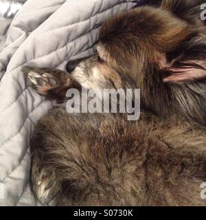 Vecchio cane dorme sul piumone. Foto Stock