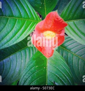 " Hot lips' Fiore, Psychotria sp., fiore della foresta pluviale, Belize Foto Stock
