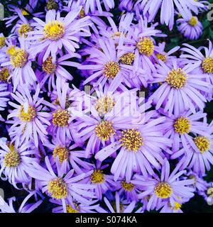 Telaio completo di anemoni viola luminoso con centri di colore giallo Foto Stock