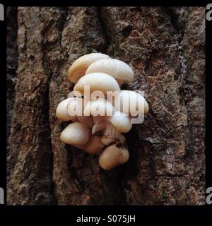 Intrico di bianco di funghi che crescono su corteccia di albero. Foto Stock