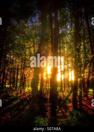 Nella tarda estate del sole attraverso gli alberi. Foto Stock