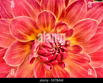 Close up di un fiore dahlia Foto Stock