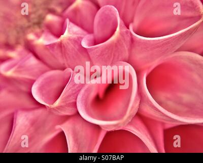 Close up dahlia petali Foto Stock
