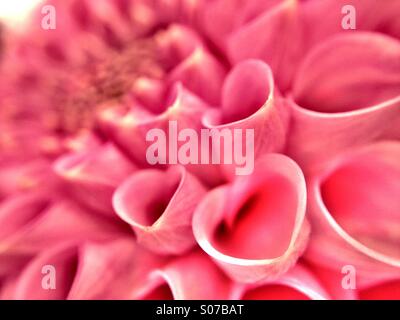 Close up dahlia petali Foto Stock