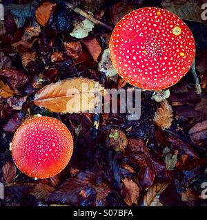 Una coppia di amanita muscaria o Fly Agaric funghi. Foto Stock