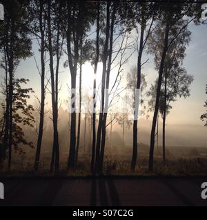 Un mare di nebbia galleggianti attraverso una foresta glade su un autunno caduta in mattinata il finlandese arcipelago delle isole Åland Foto Stock