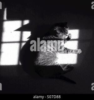 Gatto in un sunbeam Foto Stock