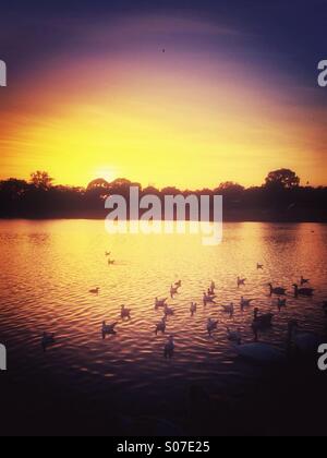 Anatre in un lago al tramonto Foto Stock