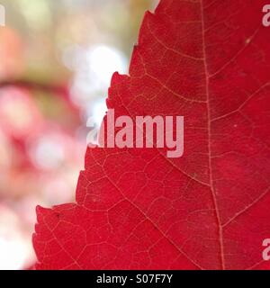 Autumn Leaf macro Foto Stock