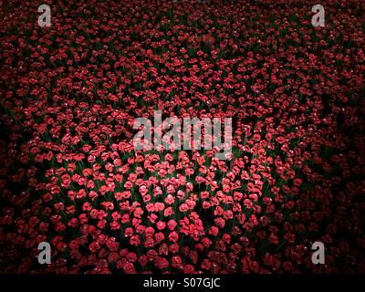 Poppies a Torre di Londra Foto Stock