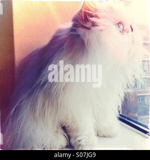 Bianco gatto persiano guardando fuori della finestra Foto Stock