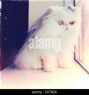 Carino bianco gatto persiano con strano colore occhi seduto nella finestra Foto Stock