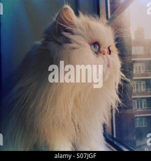 Carino bianco gatto persiano guardando fuori della finestra Foto Stock