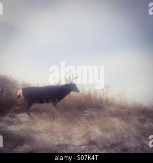 Cervi su una passeggiata in una fredda giornata di sole. Foto Stock