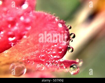 Gocce di rugiada su primula petalo Foto Stock