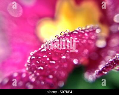 Riflessioni di fiori in gocce di rugiada Foto Stock