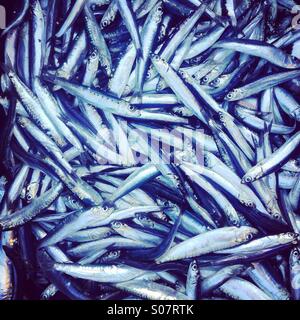 Le sardine e le acciughe pesce close up Foto Stock