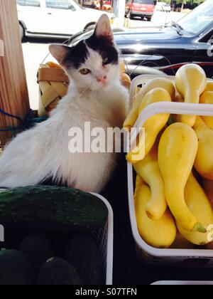 Gatto di verdure Foto Stock