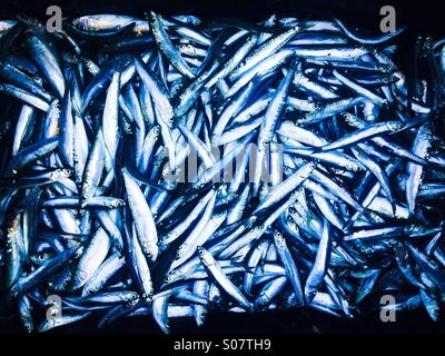 Molte le acciughe fresche le sardine e pesce Foto Stock