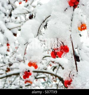 Prima neve dell'inverno Foto Stock