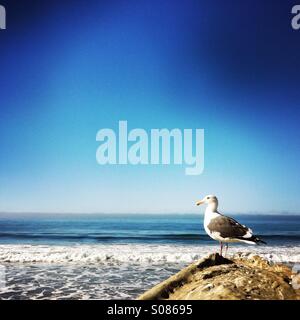 Seagull su una roccia. Ventura California USA. Foto Stock