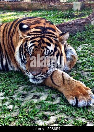 Sleeping tiger. Chiang Mai, Thailandia Foto Stock