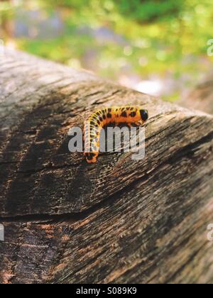 Caterpillar sul log. Foto Stock